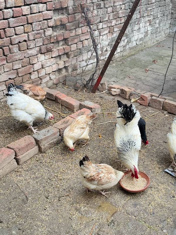 Light Sussex, Australop, Aseel and golden misri hens for sale 4