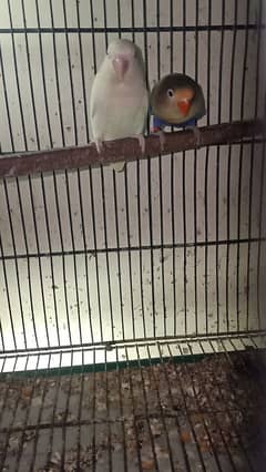 PARBLUE X ALBINO RED EYE BREEDER PAIR WITH 4 CHICKS