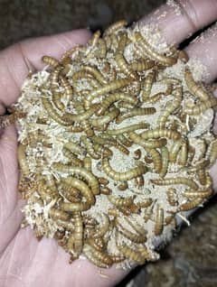 mealworms us breed