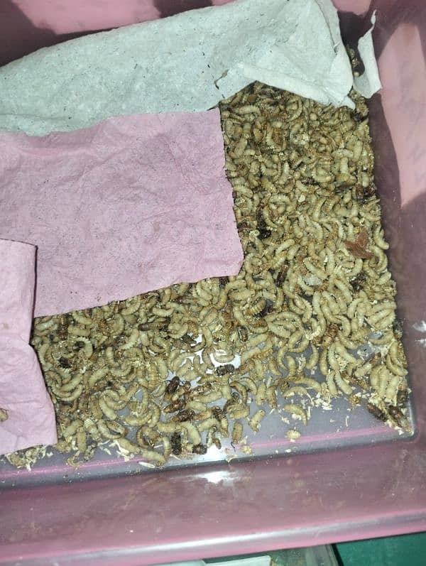 mealworms us breed 3