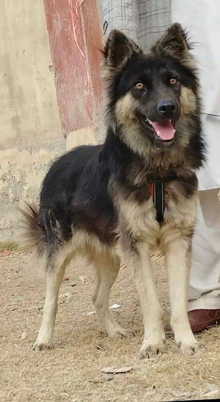 alseshion bhagyary male age 8 month for sale 0