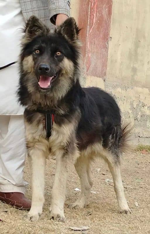 alseshion bhagyary male age 8 month for sale 1