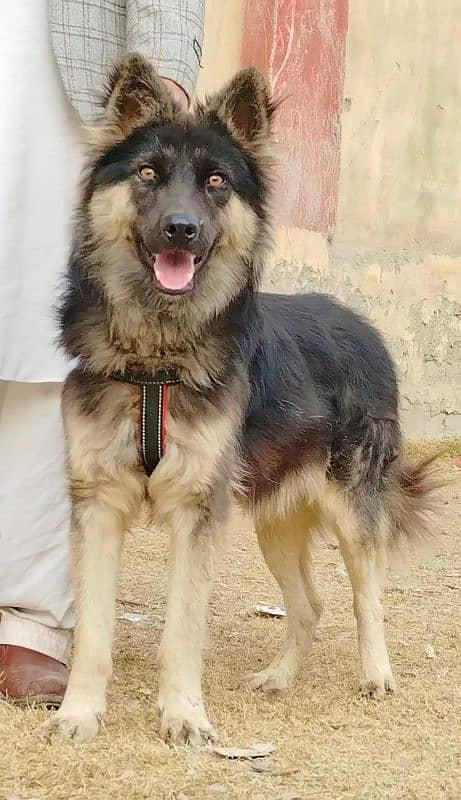 alseshion bhagyary male age 8 month for sale 2