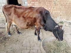 Sahiwal Cow 8 Months Sanar