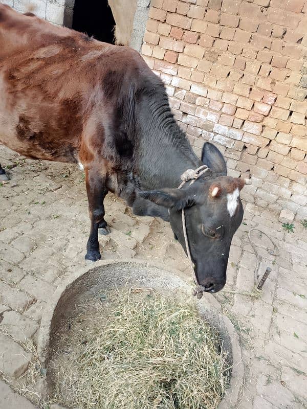 Sahiwal Cow 8 Months Sanar 1