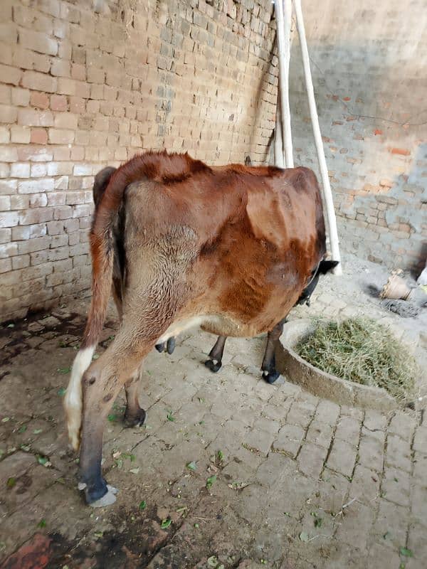 Sahiwal Cow 8 Months Sanar 2