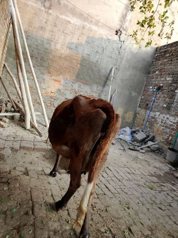 Sahiwal Cow 8 Months Sanar 3