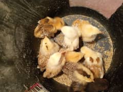 Chicks