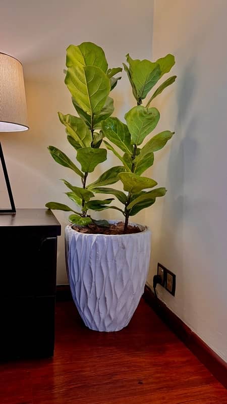 INDOOR IMPORTED AIR PURIFYING FICUS LYRATA FIDDLE LEAF WITH POT 1