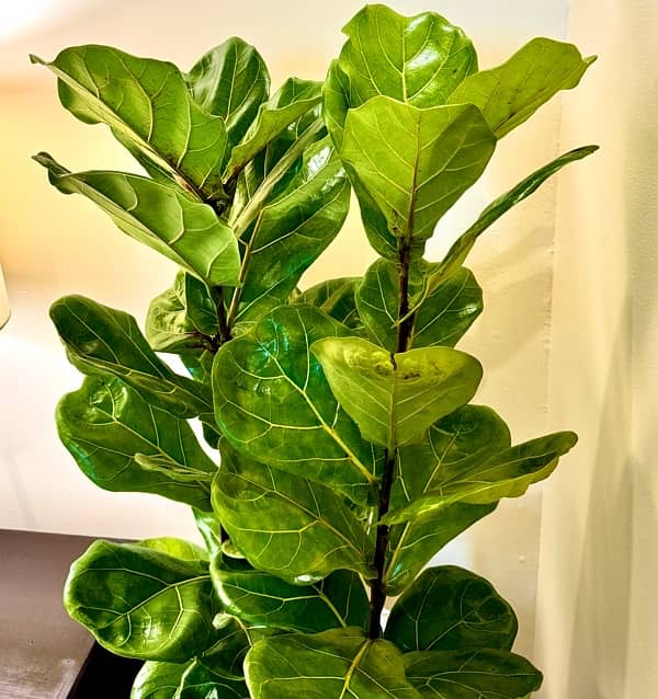 INDOOR IMPORTED AIR PURIFYING FICUS LYRATA FIDDLE LEAF WITH POT 2