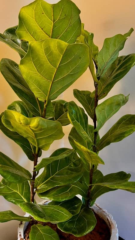 INDOOR IMPORTED AIR PURIFYING FICUS LYRATA FIDDLE LEAF WITH POT 3