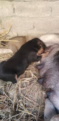 Alsetion Puppy Pair Available