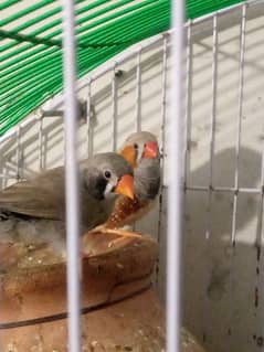 zebra finch