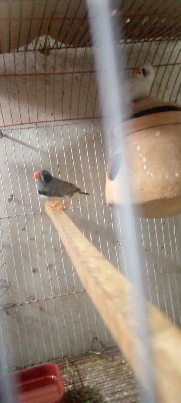 zebra finch 2