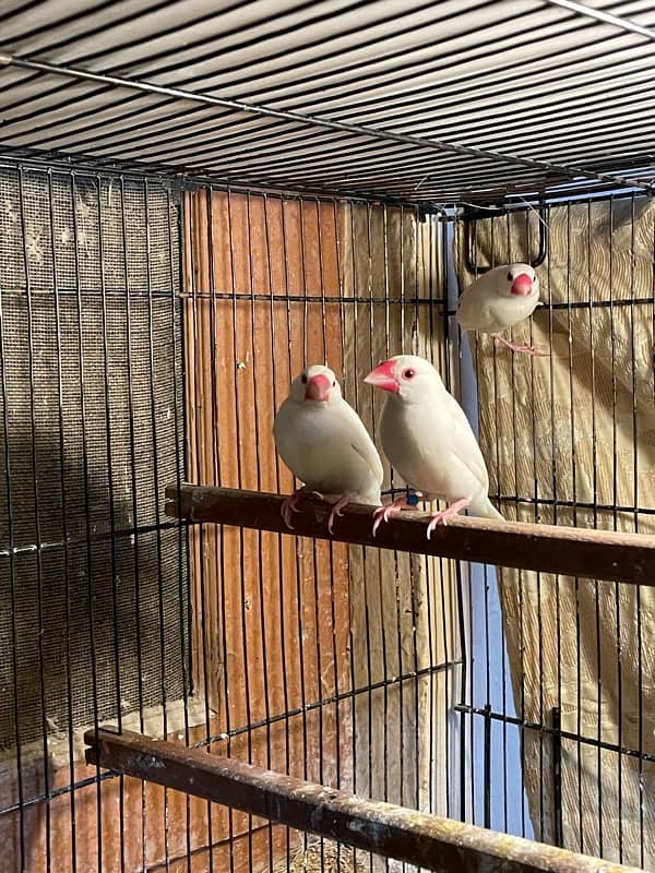 white java pair and female 0