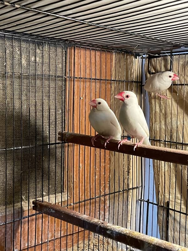 white java pair and female 2