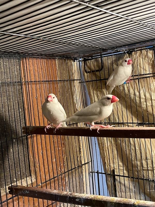 white java pair and female 3