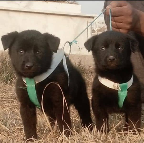 Balck German Shepherd male female for sale 0