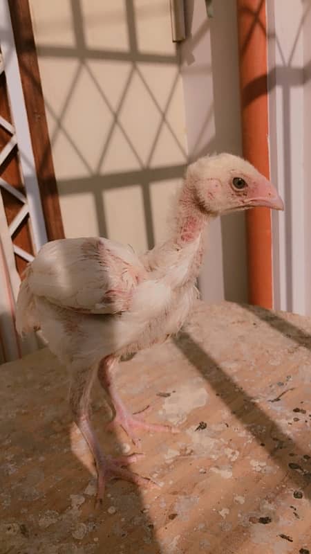 High quality paper white heera aseel chicks 1