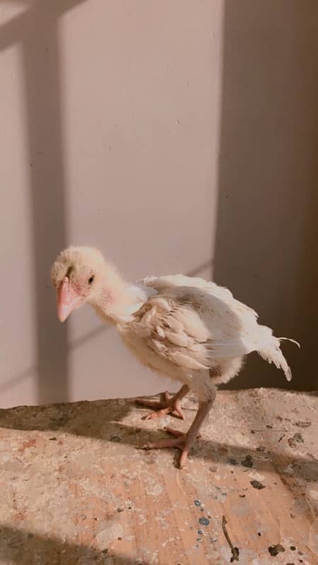 High quality paper white heera aseel chicks 2