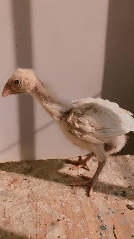 High quality paper white heera aseel chicks 3