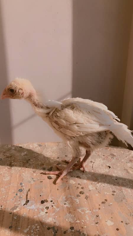 High quality paper white heera aseel chicks 4