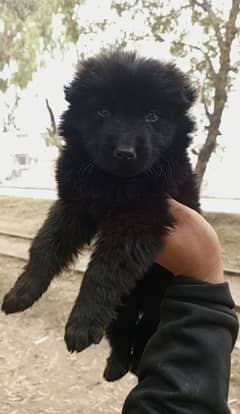 Black German Shepherd male long coat age 1 month for sale