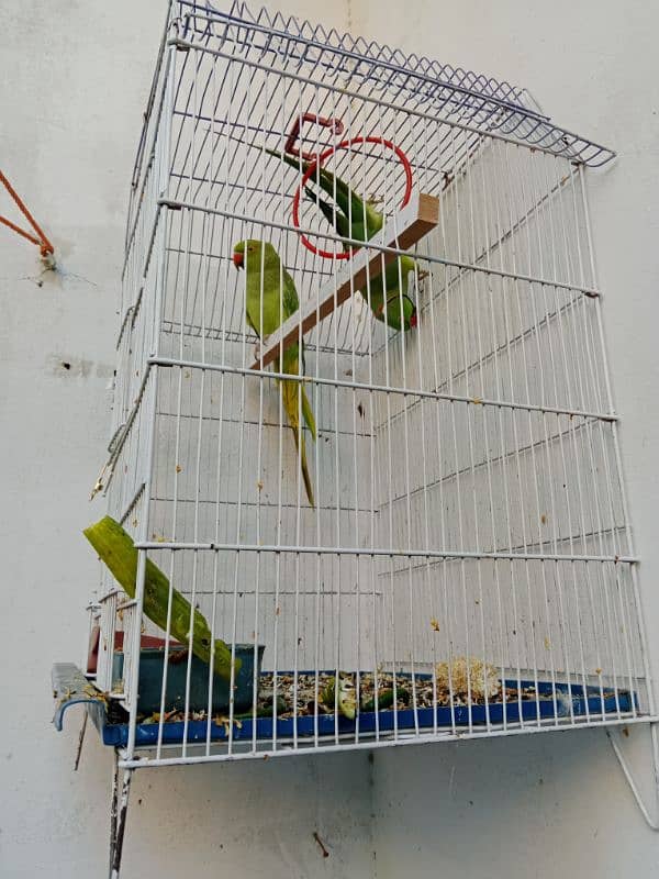 parrot pair 0