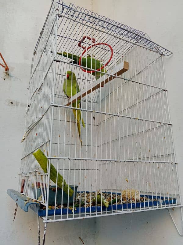 parrot pair 1