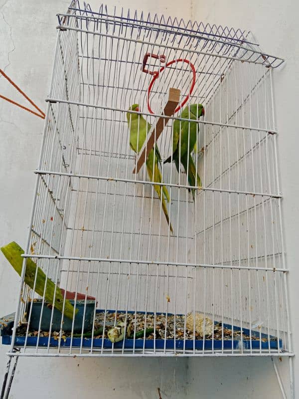 parrot pair 2