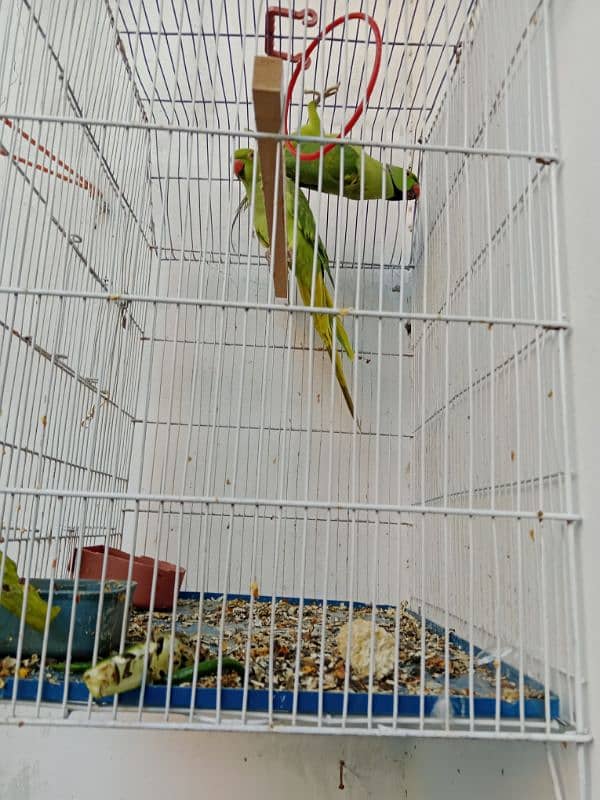 parrot pair 4