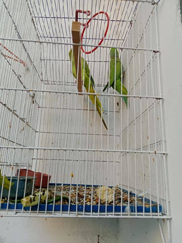 parrot pair 5