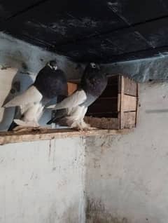 blue magpie brder phir for sale location kallar saydan