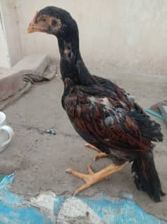 Aseel Sindhi Pure chick's