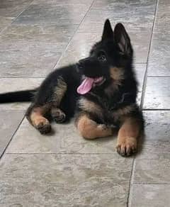 German shepherd puppy wahtasap coll nu 03263237759