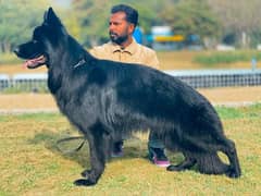 Black German shepherd triple long coat pedigree