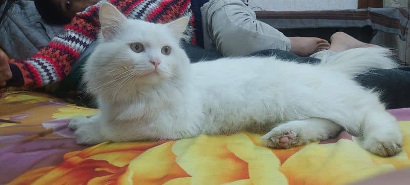 Male Persian Cat 0