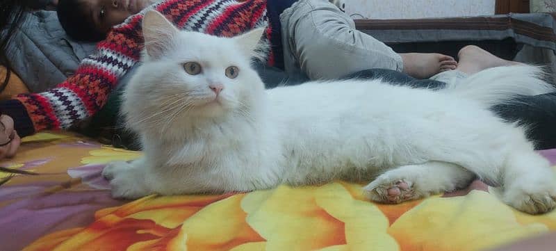 Male Persian Cat 1