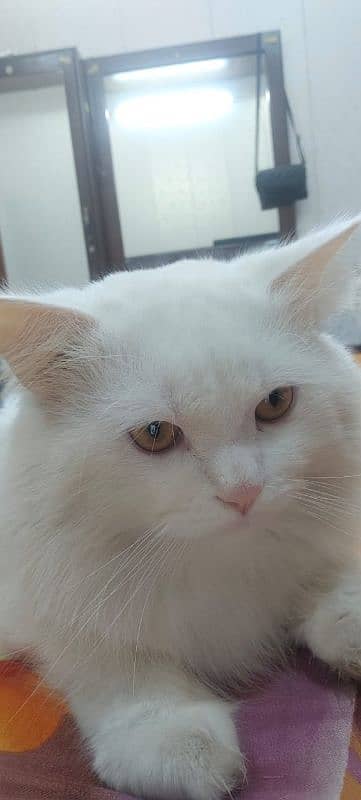 Male Persian Cat 2