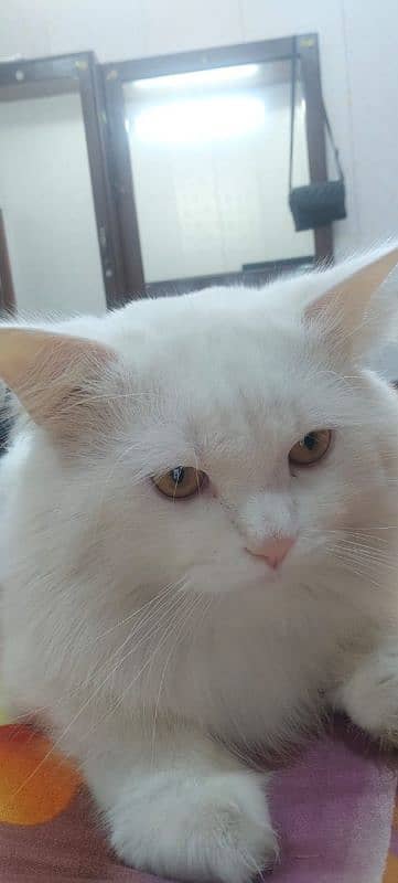 Male Persian Cat 3