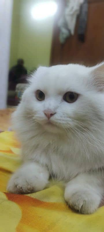 Male Persian Cat 4