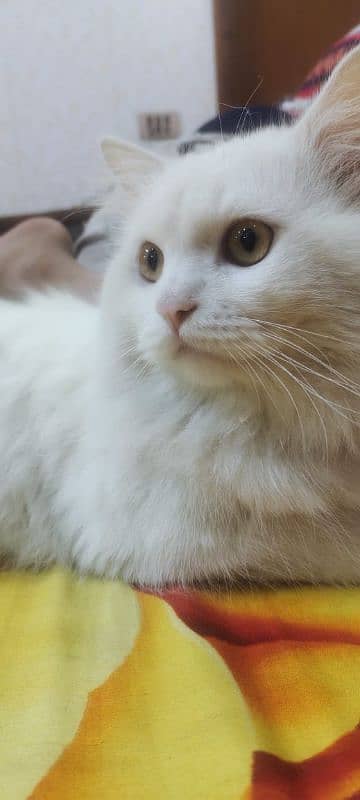 Male Persian Cat 5