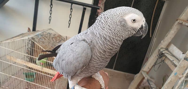 grey parrot 0