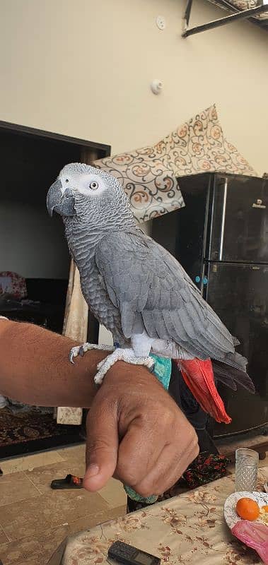 grey parrot 1