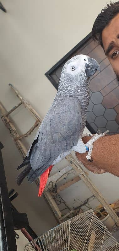 grey parrot 2