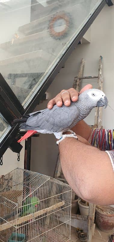 grey parrot 3