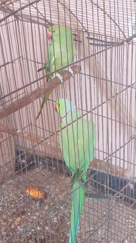 parrot pair 0