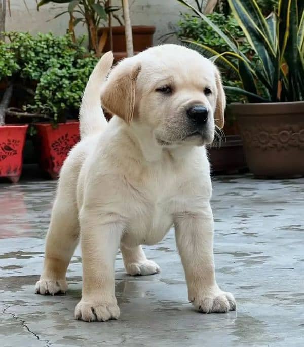 Labrador female puppies available looking for a new home 1