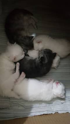 cats and kittens urgently sale