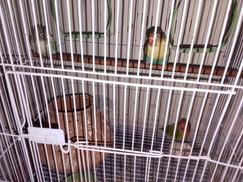 lovebirds 2